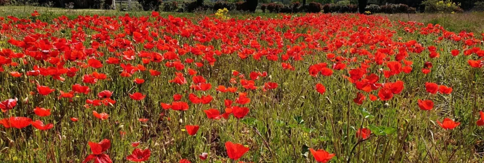 Champ de coquelicots - Provence