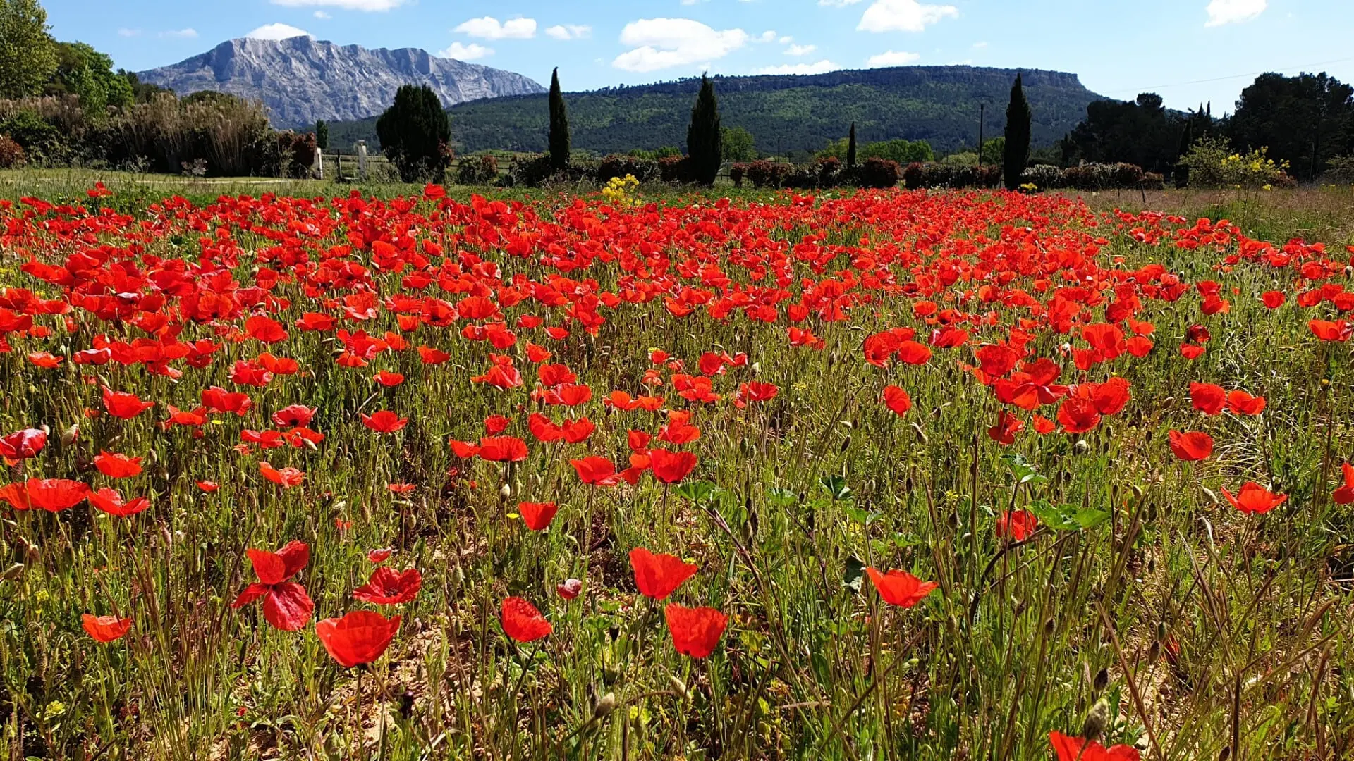 Champ de coquelicots - Provence