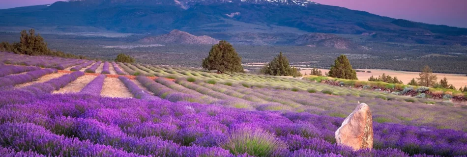 Champs de lavande - Provence