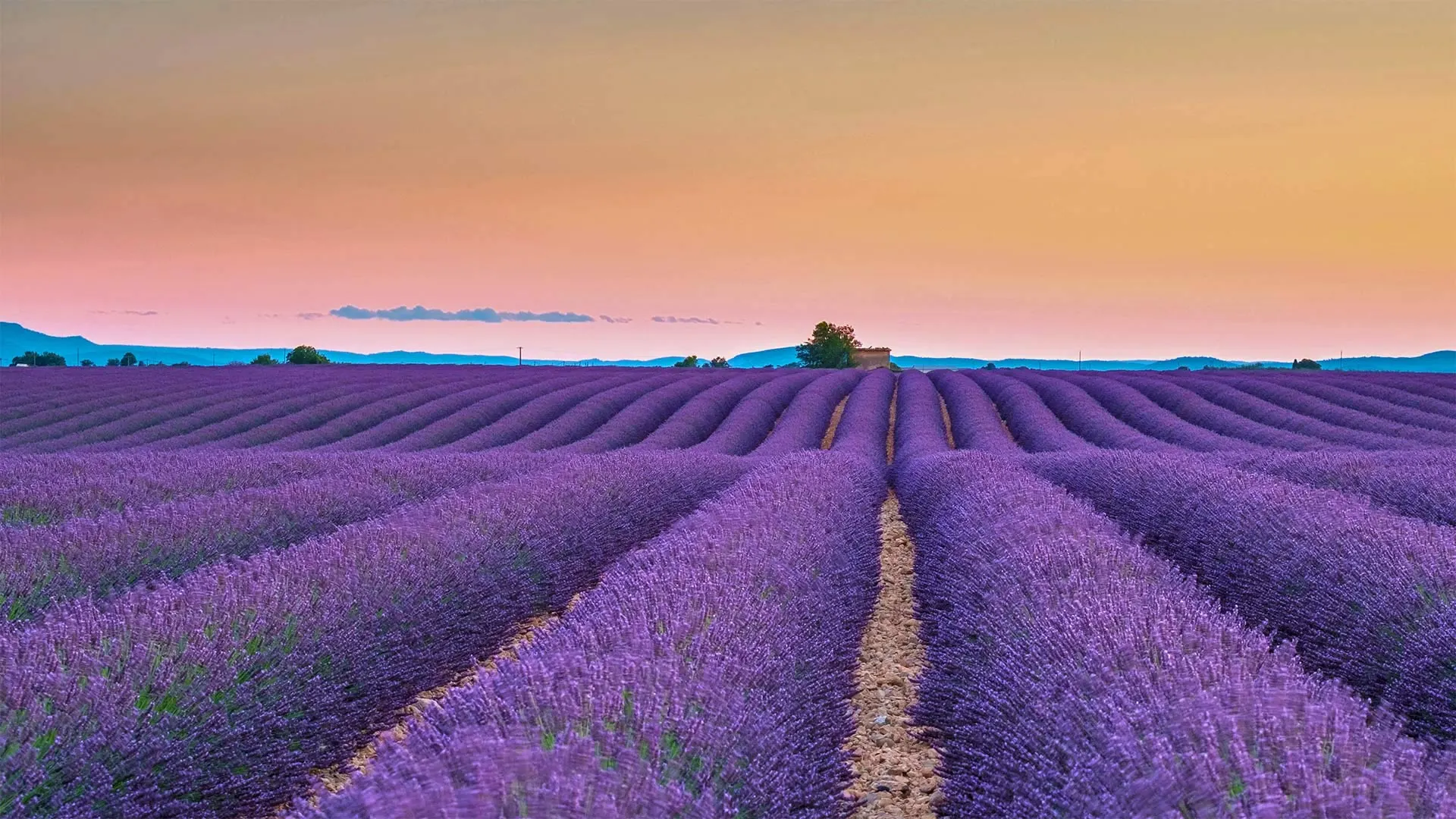 Plateau de Valensole